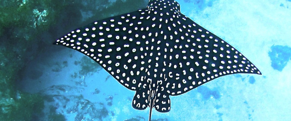 Spilling the Ink at Aquarium of the Bay